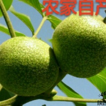 薄皮核桃30mm以上去皮