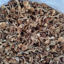滑子菇干品