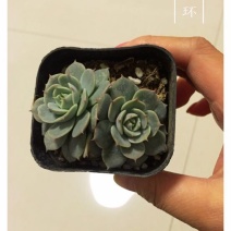 多肉植物