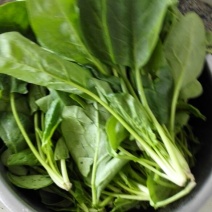 大叶菠菜20~25厘米