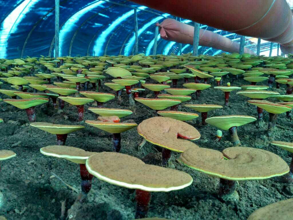 江西资溪县大觉山林区内的薄树灵芝段木栽培基地,菌棒整齐排列于遮阴棚下,林间湿度传感器显示当前相对湿度为82%,地面覆盖松针层保持水分,工人正在进行日常巡检 薄树灵芝段木栽培实景图