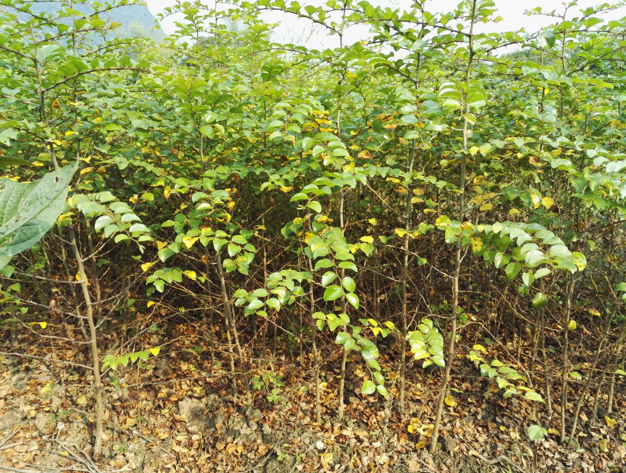 马甲子苗 刺苗铁篱笆 马甲子树苗不站刺树苗30厘米高