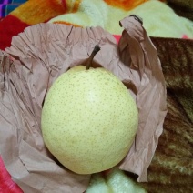 酥梨250~300g纸箱