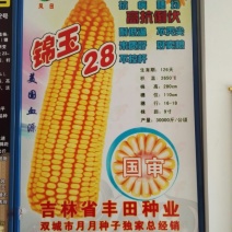 玉米种子