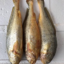 黄鱼