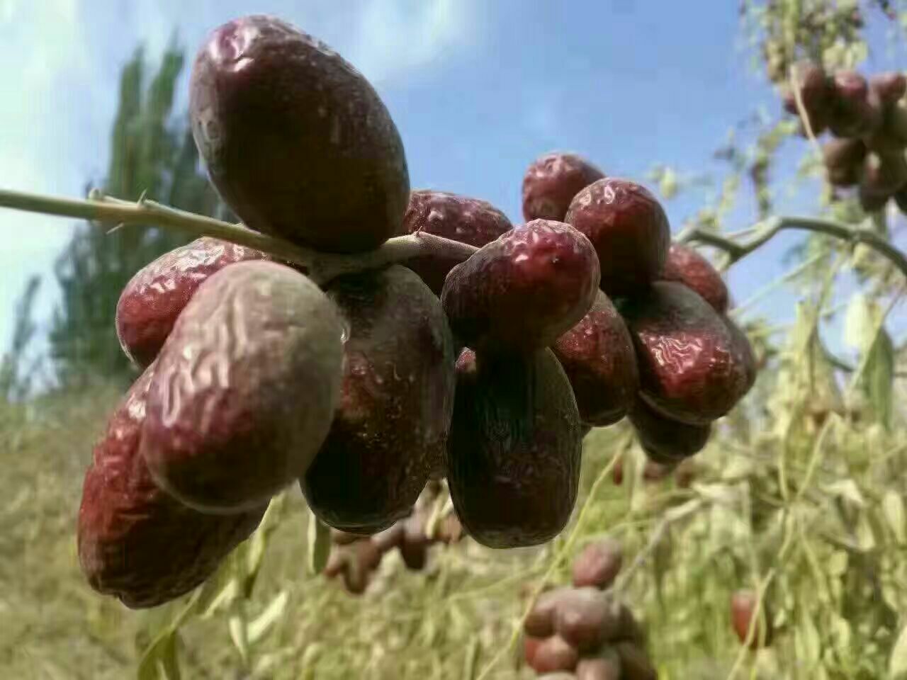 若羌灰枣在阳光下呈现出饱满的形态