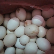 土鸡蛋食用50g以下
