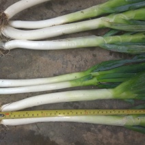 铁杆大葱30~40cm毛葱2cm左右
