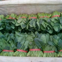 名门菠菜