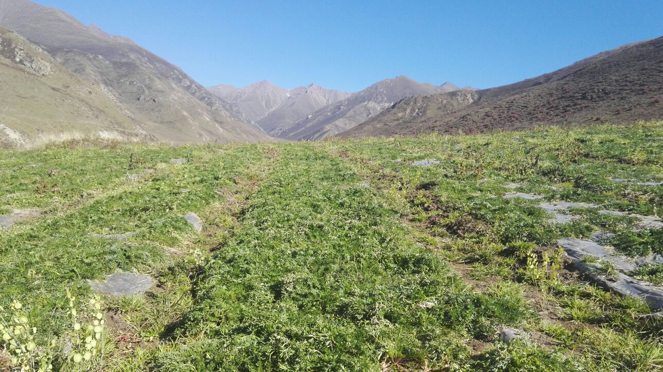 黑玛卡植物生长环境