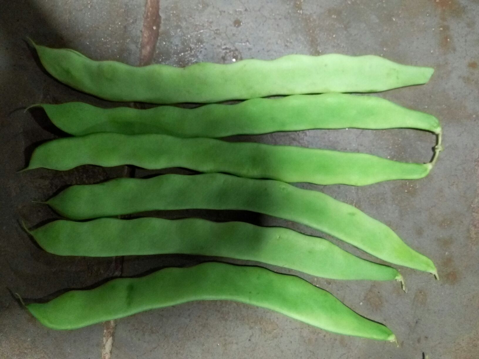 “翡翠脆荚”扁豆豆荚特写