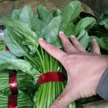 越冬菠菜20~25厘米