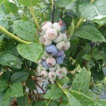 蓝莓12~14mm以上