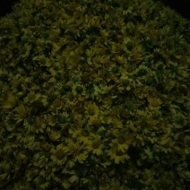 野菊花统货