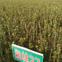 油茶苗
