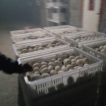 三花鹅苗250g以下