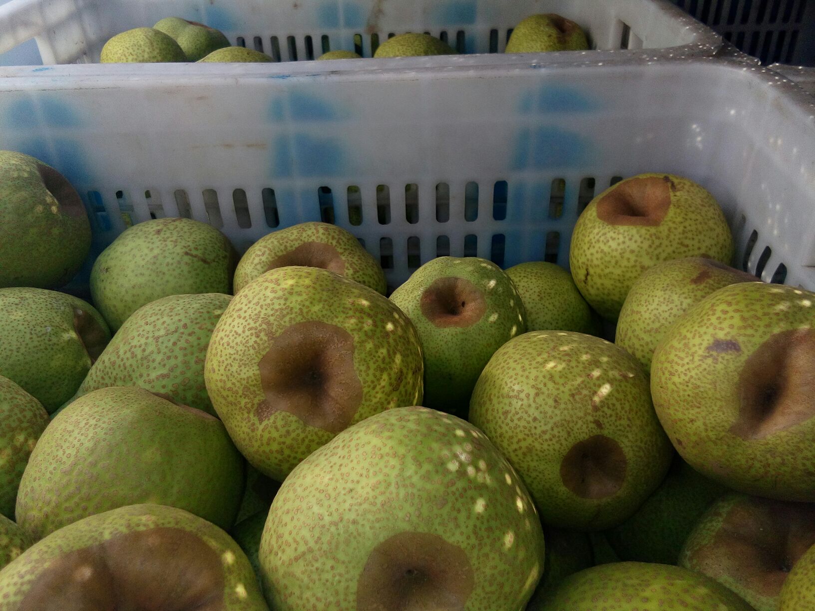 莱阳梨果实特写展示