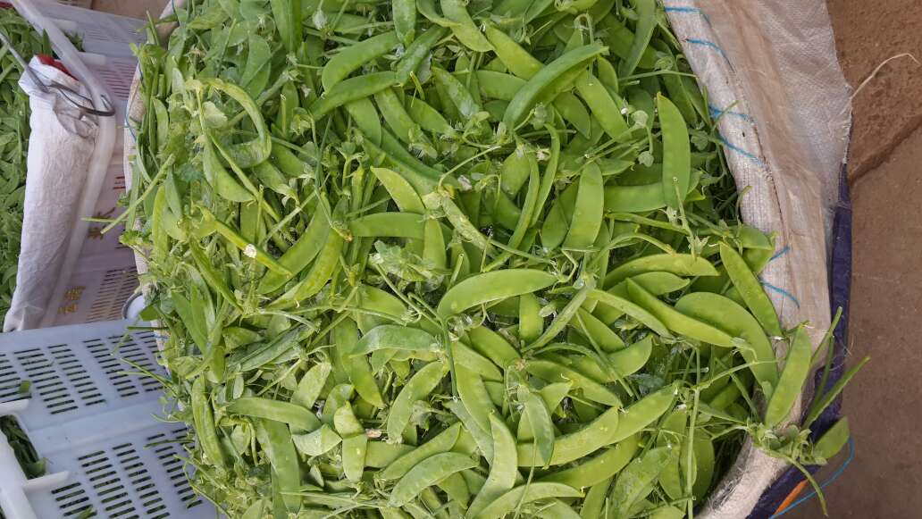 新鲜绿色的荷兰豆,豆荚饱满,叶片翠绿 荷兰豆特写