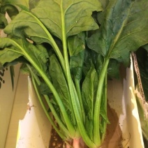 大叶菠菜