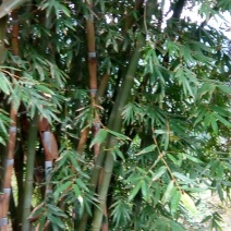 雷竹19~20m