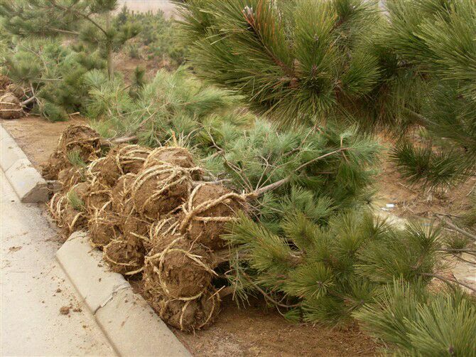 显示技术人员正在使用嫁接刀对油松砧木进行切削,旁边放置已削好的白皮松接穗,特写镜头展示形成层对齐与塑料膜绑扎手法 嫁接操作细节图