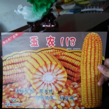 玉米种子