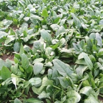 菠菜15~20厘米