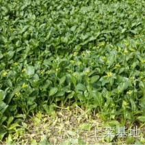 白萝卜2~2.5斤起