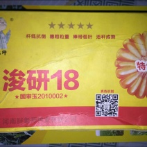 玉米种子