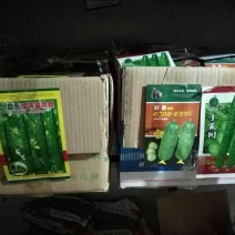黄瓜种子95%以上