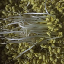 黄豆芽