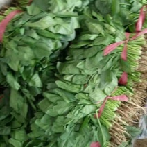 菠菜15~20厘米