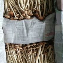 鲜茶树菇12cm