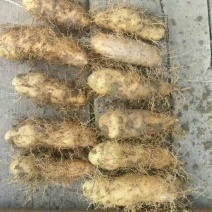毛薯