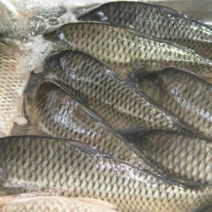河鲤鱼食用1~2公斤