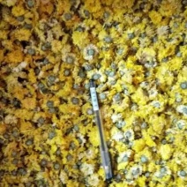 药用菊花散装