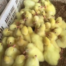 狮头鹅苗