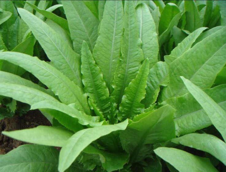 油麦菜与其他绿叶蔬菜对比图表