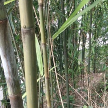绿竹4~5m