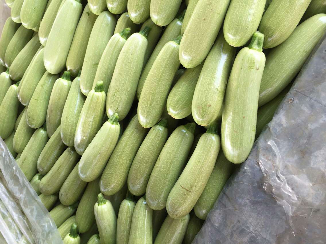 河北昌黎县角瓜单个重:5两以上