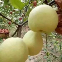 丰水梨