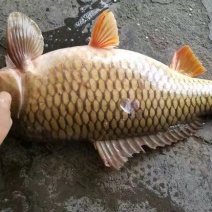 三道鳞