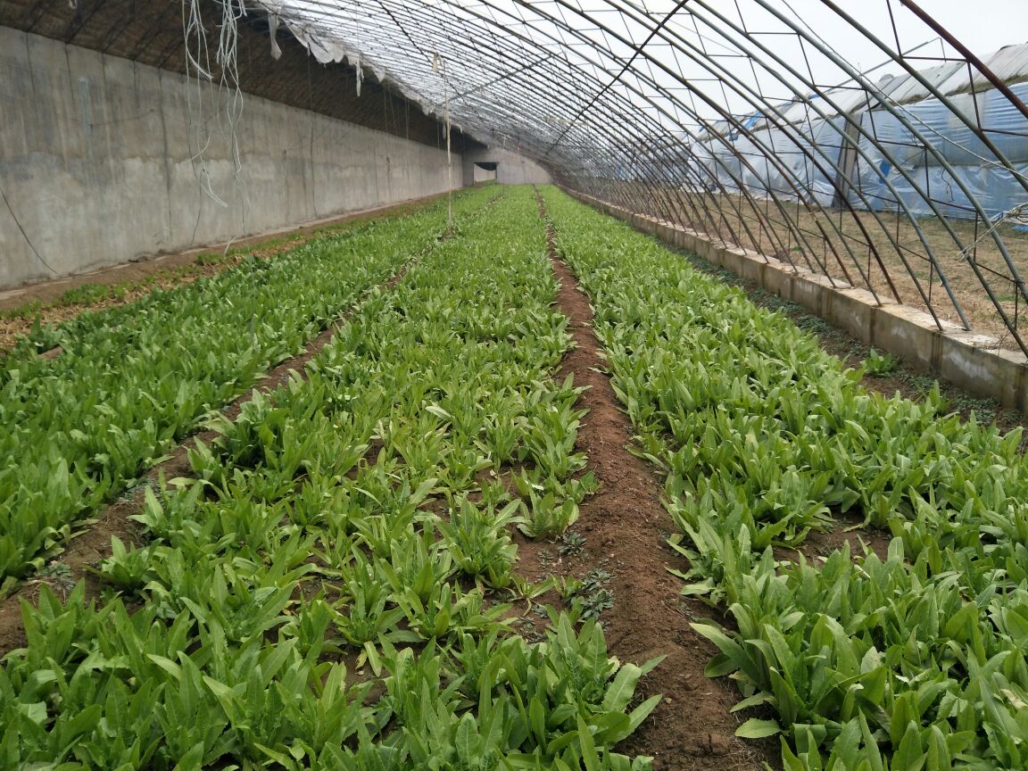 油麦菜病害防治喷药现场图,农户正在使用喷雾器对油麦菜进行喷药防治 油麦菜病害防治喷药现场