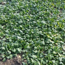 黑叶菠菜10~15厘米
