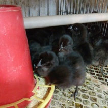 绿壳蛋鸡苗1斤以下
