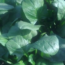 大叶菠菜25~30厘米