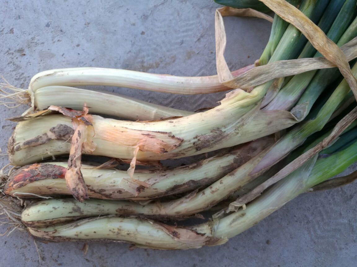 鸡腿大葱成品图