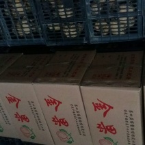 晚秋黄梨250~300g纸袋