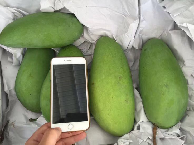 供应链可视化:现代化冷链分拣中心内大青芒装车实景,突出‘芒果新鲜大青芒’从产地到消费者的高效保鲜路径,强化品质信任感 物流场景图:现代化水果分拣中心内,工人正将装有大青芒的环保纸箱扫码装车,箱体印有‘芒果新鲜大青芒·48h直达’字样;背景可见冷藏车门开启,内部温度显示屏显示‘10℃±1℃’,地面整洁有序