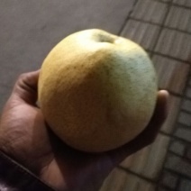 酥梨250~300g光果